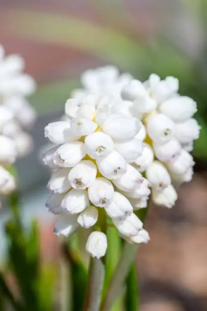 Macro photo of white Muscari aucheri flower.
