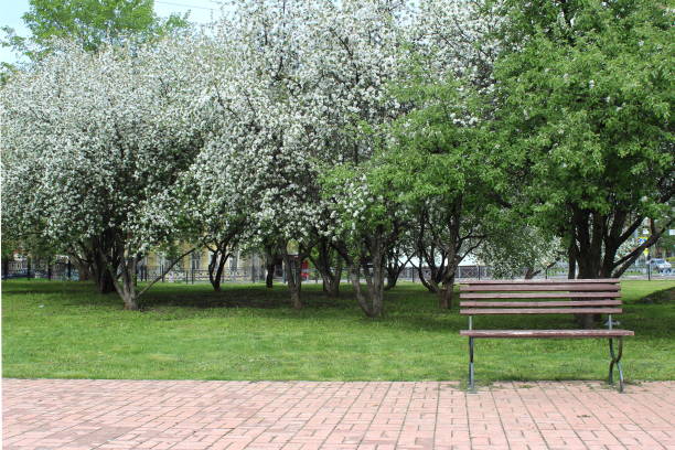 istock Spring city park with a bench and blooming apple trees 1393090690