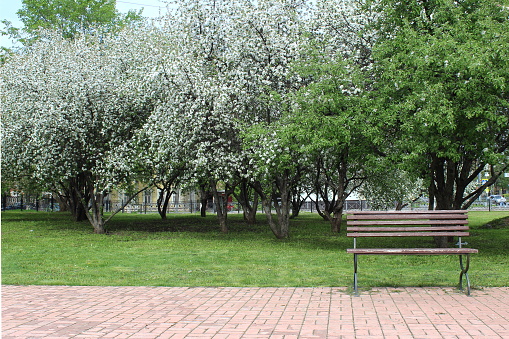 Spring city park with a bench and blooming apple trees