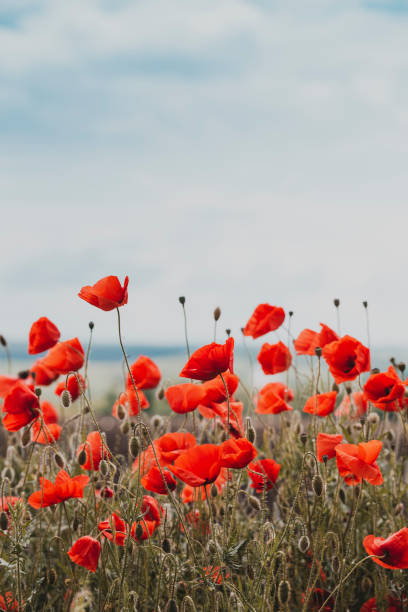 the poppies field