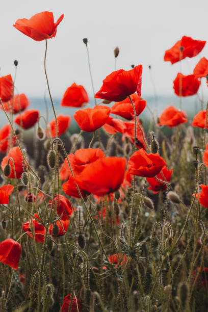 istock the poppies field 1393092292