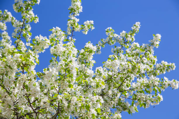 istock branches of plum blossoms, cherries against the blue sky on a spring day 1393093249