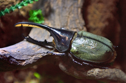 Acteon beetle (big bag bug),With a recorded length of 184 mm, it is the longest beetle in the world and one of the largest beetles in the world. It is found in the rainforests of Central and South America.  
It is extremely powerful and can lift 850 times its own weight.