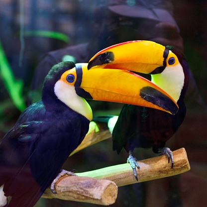 The toucan is a giant,beautiful bird found mainly in the rainforests of South America, The bright colors and surprisingly large beaks make it highly prized for viewing.