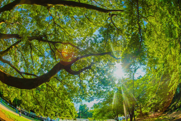 Sunny park