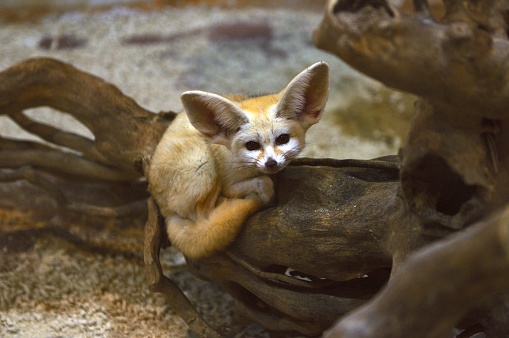 The fox is found in the deserts and semi-deserts of The Sinai Peninsula in North Africa and Asia,Its two large ears are its distinctive mark.