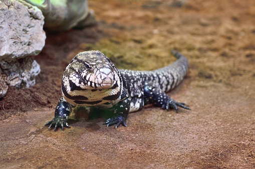 This lizard is found in South America in Brazil, Paraguay, Uruguay and Argentina.