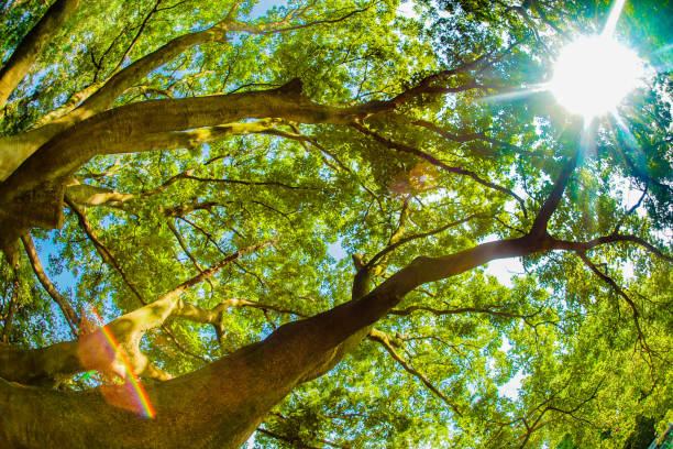 istock inokashira Park and big tree 1393093565