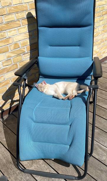 Cute Burmilla kitten sleeping on sun bed