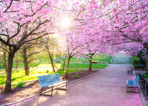 istock Beautiful Spring with blossoming cherry at gothenburg, Sweden 1393093611