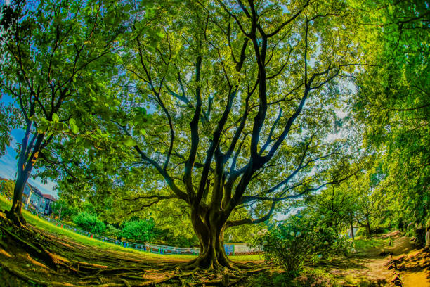 Oki of the Inos Head Special Park. Shooting Location: Mitaka City, Tokyo