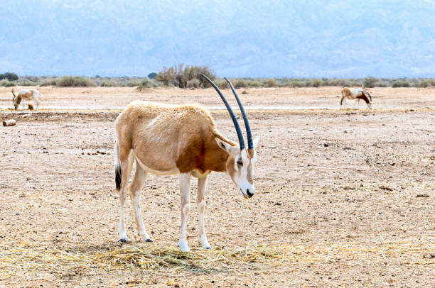 antelope scimitar horn oryx (oryx leucoryx). - oryx gazella leucoryx imagens e fotografias de stock