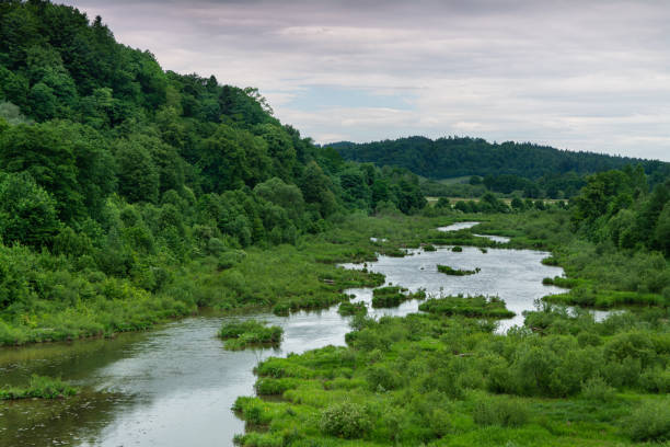 a river flowing in a calm current among a green meadow next to a wooded mountainside