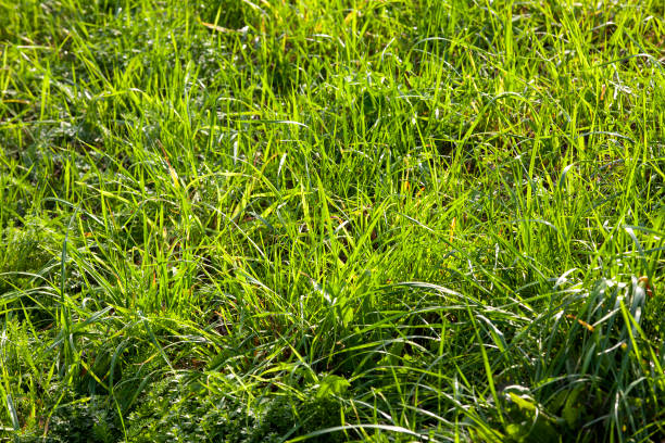 istock low green grass on a sunny day in summer 1393098626