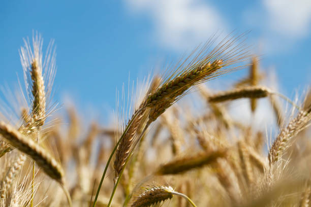 unripe dry wheat before the grain harvest - 2127 imagens e fotografias de stock