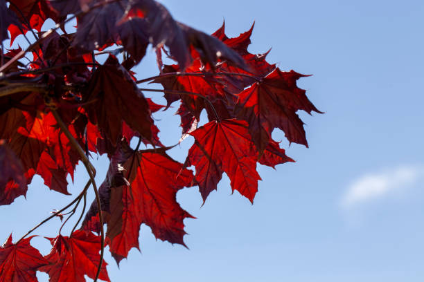 istock red foliage on a maple tree in the summer of the year 1393098665