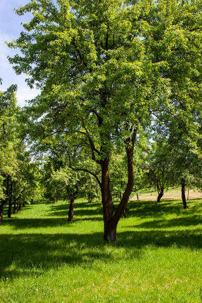 istock deciduous trees growing in the park in the summer 1393098738