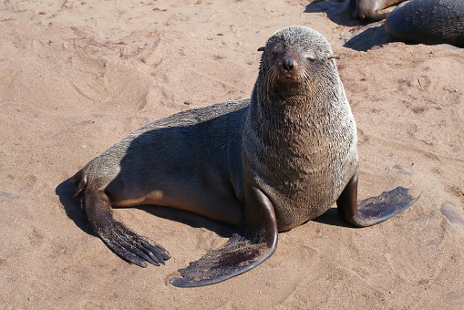 Close-up picture of a seal at Cape Cross Reserve, Namibia