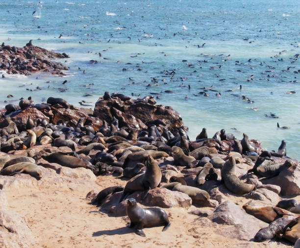 istock View of the seal reservation at Cape Cross, Namibia 1393099021