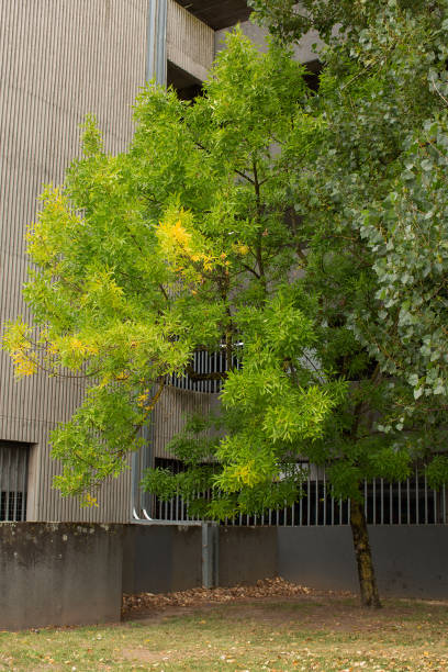 istock Tree in a small public park, just beginning to turn colour for Autumn 1393099806