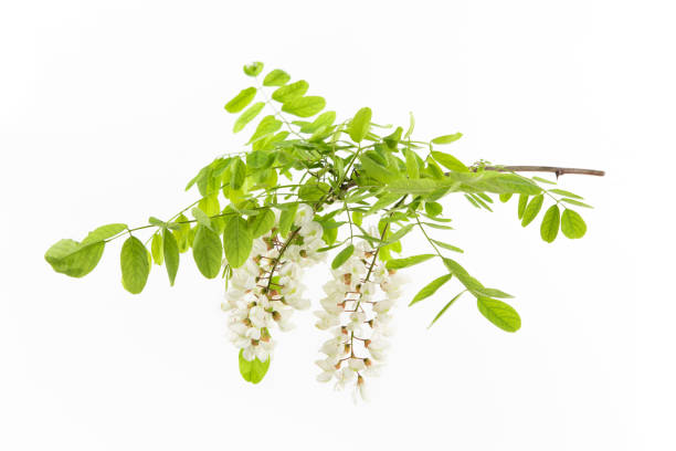 istock branches with white flowers of Robinia pseudoacacia on white background 1393099892