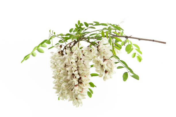 istock Blossoming acacia flower with leafs isolated on white background, 1393099894