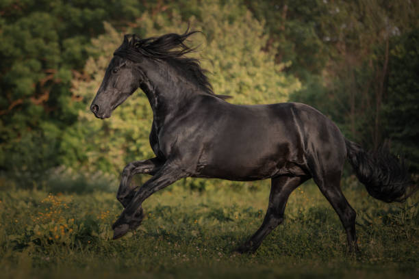 un cheval noir de race frisonne traverse la prairie - horse black stallion friesian horse photos et images de collection