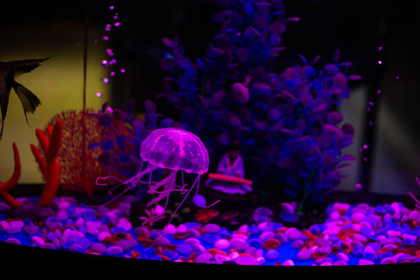 akwarium meduz - jellyfish moon jellyfish underwater wildlife zdjęcia i obrazy z banku zdjęć