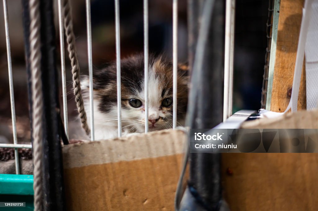 Portrait of a kitten in a cage waiting for adoption Domestic Cat Stock Photo