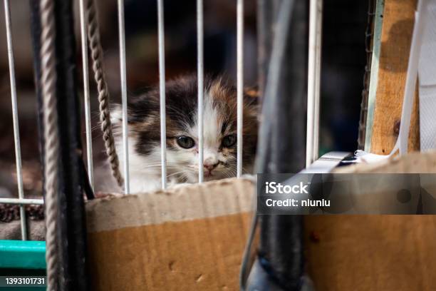 Portrait Of A Kitten In A Cage Waiting For Adoption Stock Photo - Download Image Now