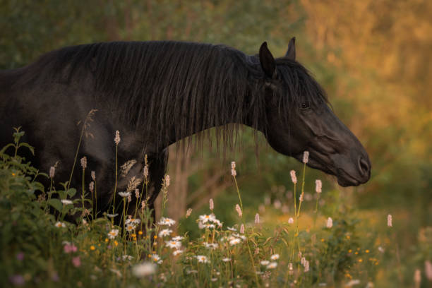 portrait d’un cheval noir de race frisonne - horse black stallion friesian horse photos et images de collection