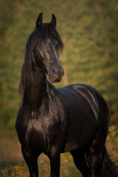 портрет черной лошади фризской породы - horse black stallion friesian horse стоковые фото и изображения