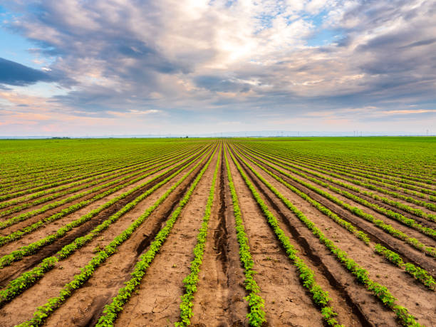 istock Green ripening soybean field, agricultural landscape 1393103444