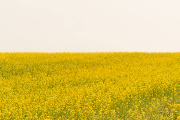 One of the most important plants in this group of arable crops. Edible oil (rapeseed oil) is obtained from the seeds, margarine and other cooking fats are made from it