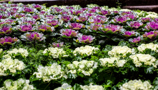 istock Group of Cabbage ornamental in park 1393105301