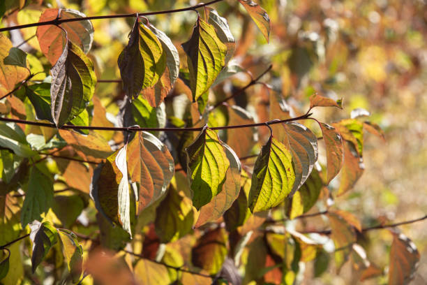 leaves of a dogwood shrub in autumn close-up of a twig of a dogwood bush on a sunny day in autumn cornus sanguinea stock pictures, royalty-free photos & images