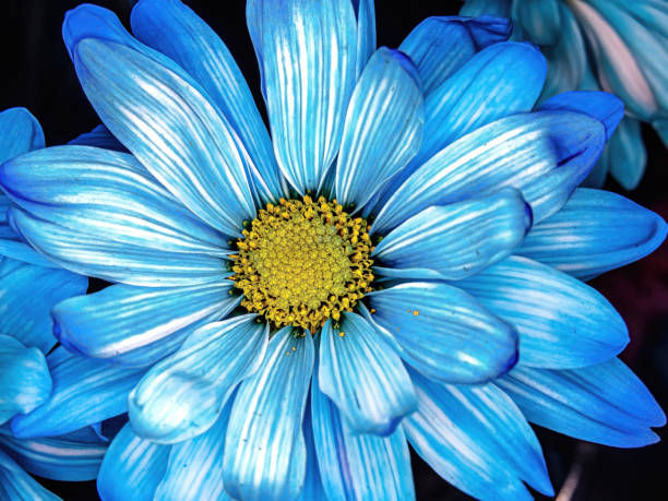 istock Up close to a blue daisy 1393105510