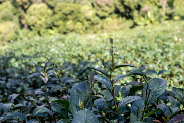 istock Photo of oolong tea farm 1393105793