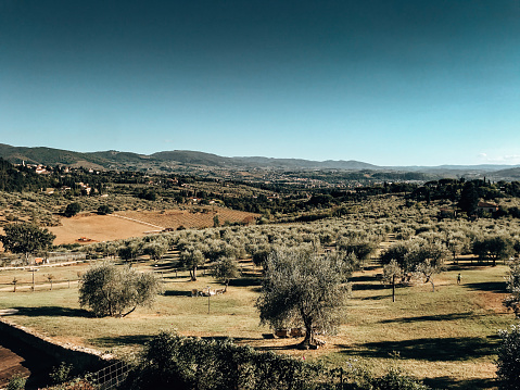 Scenic view capturing the expansive landscape between Granada and Cordoba along the Camino Mozarabe. The image showcases a vast expanse of rolling hills adorned with endless rows of olive trees. The terraced hillsides form a picturesque pattern of olive groves stretching to the horizon, symbolizing the region's rich agricultural heritage. This agricultural scenery characterizes the Andalusian countryside, offering a glimpse of the region's prominent olive oil production. The undulating terrain and the continuous olive plantations highlight the agricultural beauty along this historic route, providing travelers with a quintessential view of rural Spain.