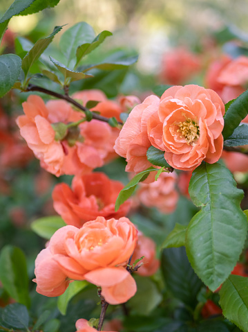 Many vivid red flowers of azalea or Rhododendron plant in a garden pot in a sunny spring Japanese garden, beautiful outdoor floral background