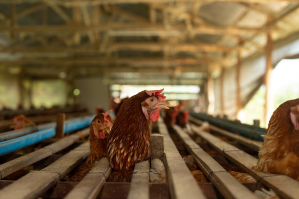 istock Chickens egg in cage  poultry farm, Beautiful hens multi color 1393108651