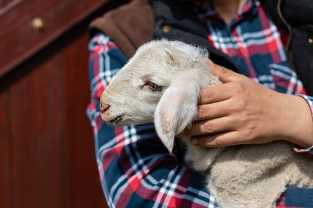 istock Farmer holding a baby lamb on sheep farm 1393108719