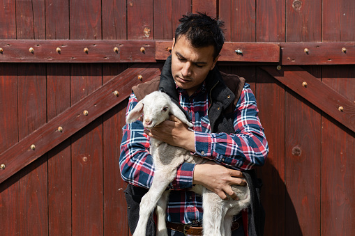 Farmer holding a one day old baby lamb on sheep farm. Loving farmer taking care of animals.  Animal farm. Sheep pen. Baby sheep.