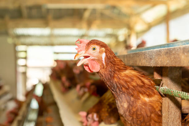 istock Chickens egg in cage  poultry farm, Beautiful hens multi color 1393108772