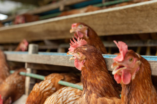 istock Chickens egg in cage  poultry farm, Beautiful hens multi color 1393111457