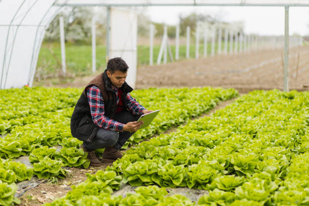 istock Young modern farmer inspecting fresh lettuce with a tablet - iPad in a greenhouse 1393111478