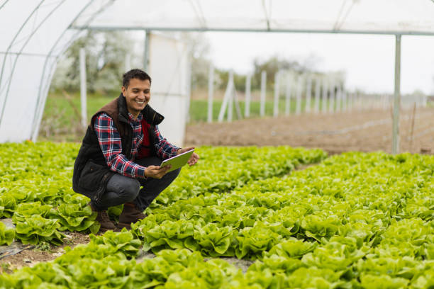 istock Young modern farmer inspecting fresh lettuce with a tablet - iPad in a greenhouse 1393111479