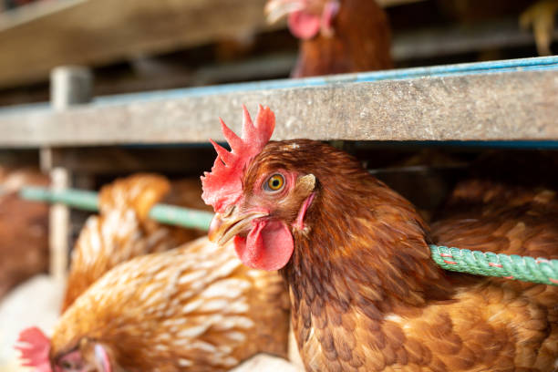 istock Chickens egg in cage  poultry farm, Beautiful hens multi color 1393111481