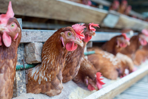 istock Chickens egg in cage  poultry farm, Beautiful hens multi color 1393111612