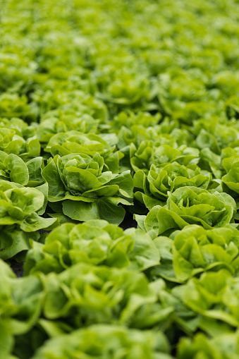 Full frame of fresh lettuce growing in a greenhouse.